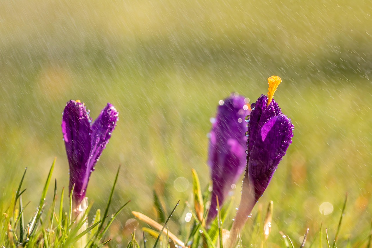 谷雨生机，大自然汉字下的生命律动与时事新闻